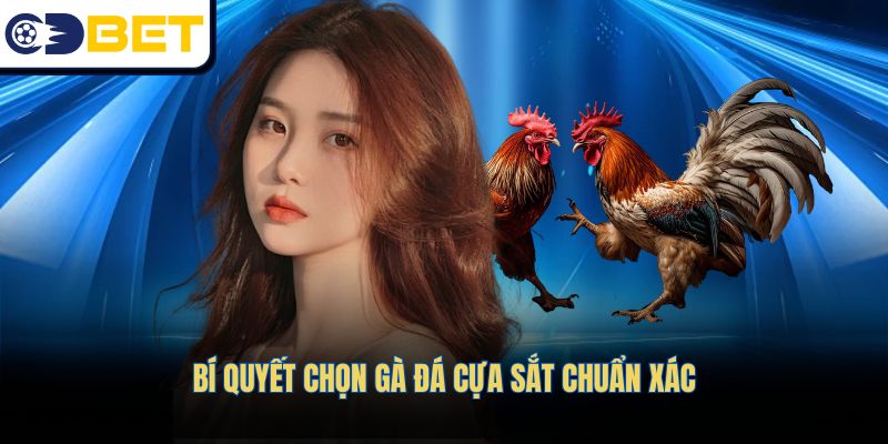 Mẹo chọn gà đá cựa sắt chính xác và hiệu quả