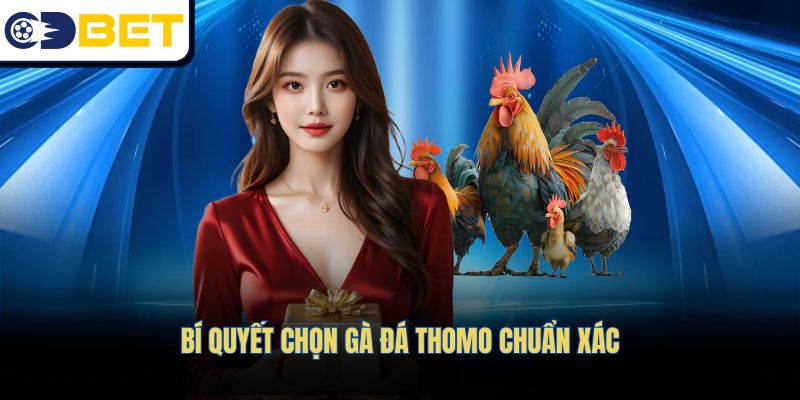 Kinh nghiệm vàng trong việc lựa chọn gà đá Thomo