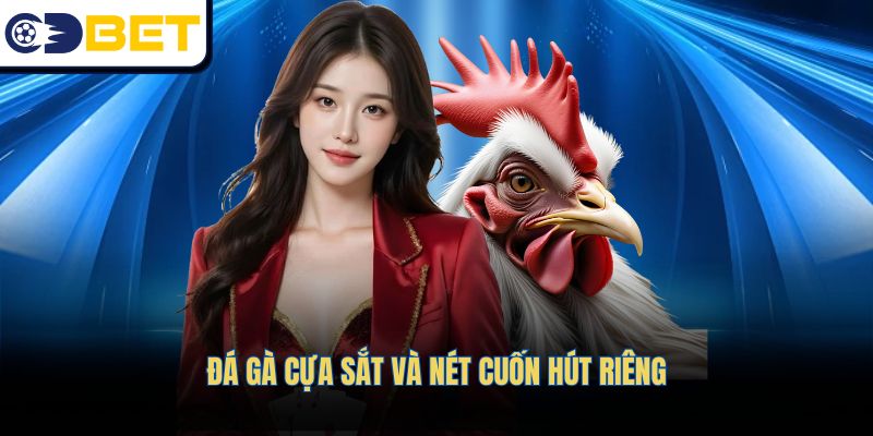 Đá gà cựa sắt và nét cuốn hút riêng
