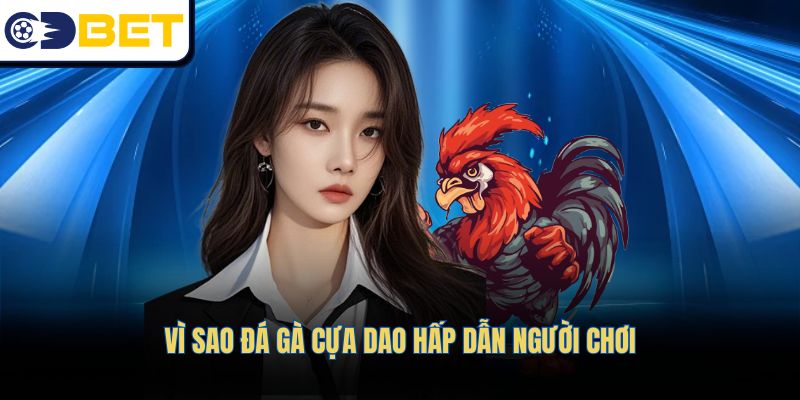Những yếu tố tạo nên sức hấp dẫn của đá gà cựa dao với người chơii
